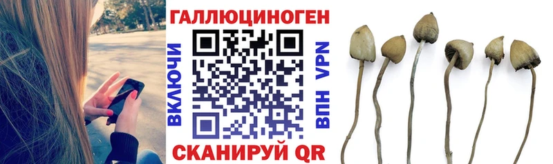 где купить Плёс Псилоцибиновые грибы Psilocybine cubensis